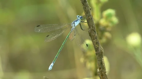 Dragonfly Stockbeeldmateriaal 7737602