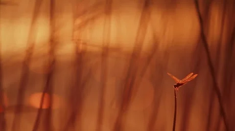 Dragonfly Stock-Footage 7749404