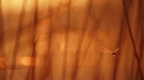 Dragonfly Stock Footage 7749586