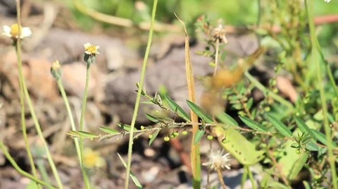 Dragonfly Video stock 8575997