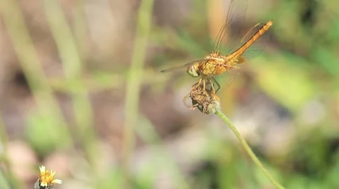 Dragonfly Stock Footage 8576246
