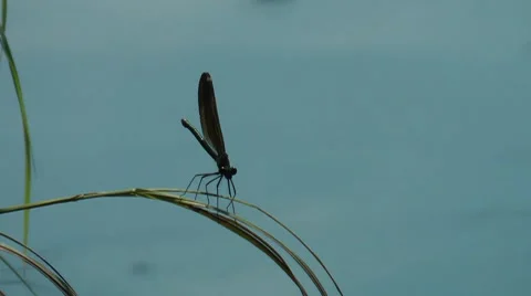 Dragonfly Stock Footage 8777227