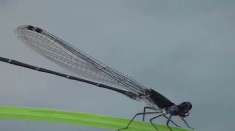 Dragonfly 库存影片 8841582