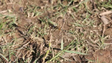 Dragonfly Stock Footage 9866171