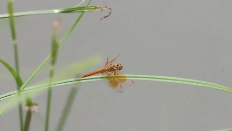 Dragonfly Stock Footage 10731536