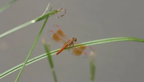 Dragonfly Stock Footage 10731546