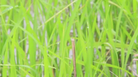 Dragonfly Video stock 11222272