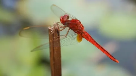 Dragonfly Stock Footage 12483197