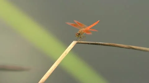 Dragonfly Vídeo Stock 20929617