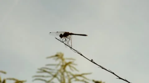 The dragonfly Stock Footage 22322568