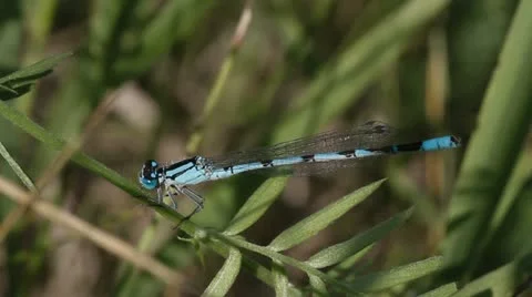 Dragonfly Stock Footage 22324512