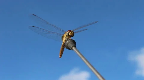 Dragonfly Stock Footage 22953586