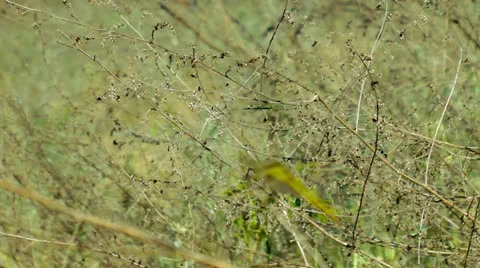 Dragonfly Видео 23271367