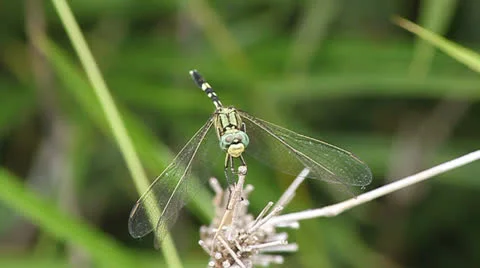 Dragonfly Stock Footage 24817068