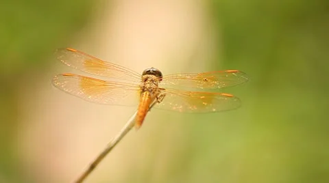 Dragonfly Stock Footage 24827781
