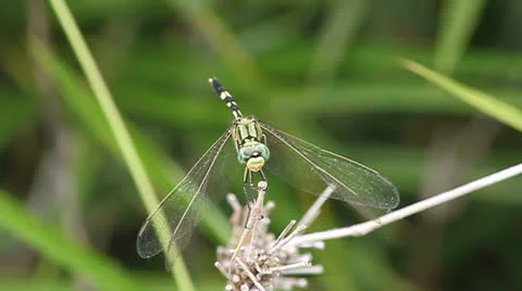 Dragonfly Stock Footage 24828200