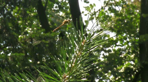 Dragonfly Stock Footage 25596892