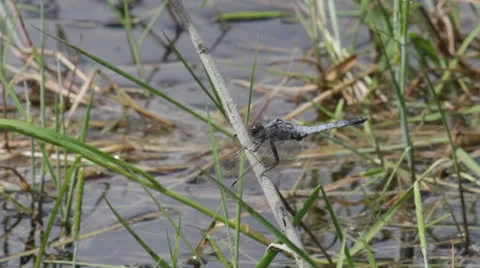 Dragonfly Stock Footage 26114444