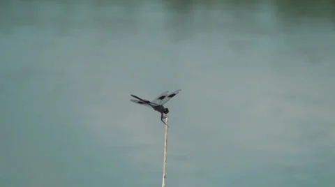 Dragonfly Stock Footage 31821210