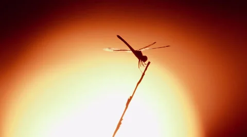 Dragonfly Stock Footage 32279277