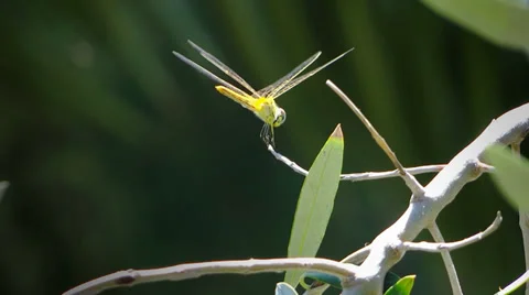 Dragonfly Видео 33484323