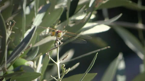 Dragonfly Video stock 33484530