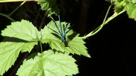 Dragonfly Video stock 35599681