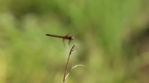 Dragonfly Stock Footage 35969407