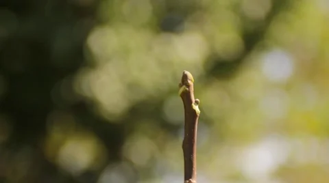 Dragonfly Stock Footage 43103565