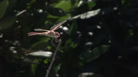 Dragonfly Stock Footage 46105000