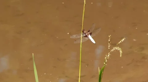 Dragonfly Stock Footage 68767935