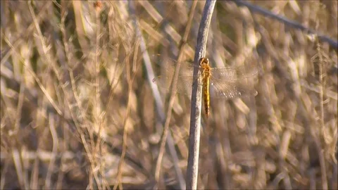 Dragonfly Stock Footage 76203150