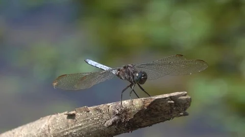 Dragonfly Stock Footage 79268955