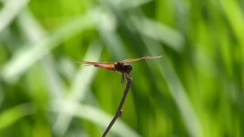   Dragonfly Stock Footage 83370928