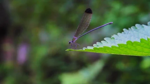 Dragonfly Stock Footage 92205745