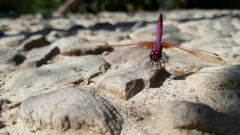 Dragonfly Stock Footage 92353870
