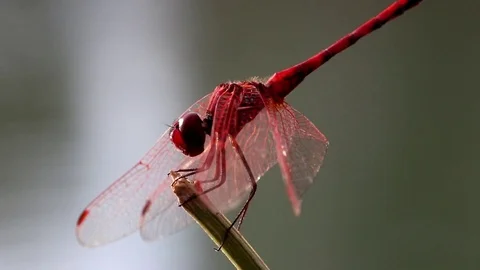 Dragonfly Stock Footage