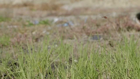 Dragonfly Stock Footage 102885512