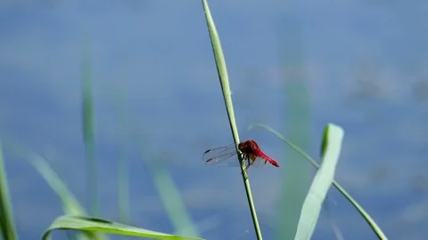 Dragonfly Video stock 105743763