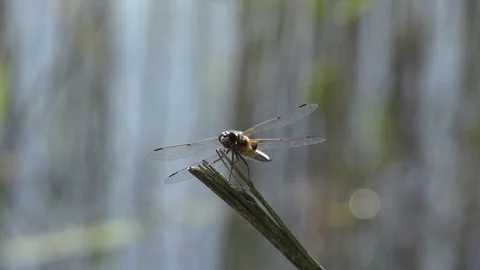 Dragonfly Stock Footage 112614914