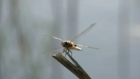 Dragonfly Stock Footage 112615004