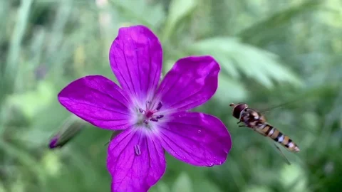 Dragonfly 스톡 동영상 114479979