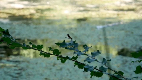 Dragonfly Video stock 115767238