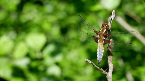 Dragonfly Video stock 117337399