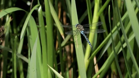Dragonfly Video stock 125640385