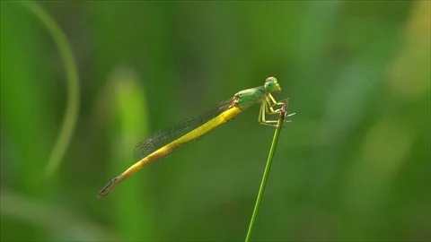 Dragonfly Video stock 127959922