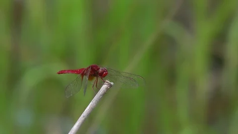 Dragonfly Stock Footage 127959939