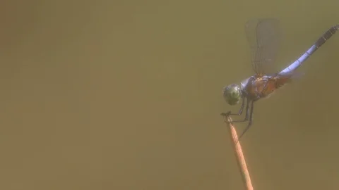 Dragonfly Stock Footage 128172671