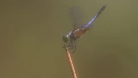 Dragonfly Stock Footage 128172682