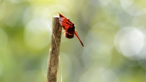 Dragonfly Stock Footage 128475810